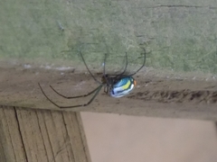 Leucauge argyrobapta