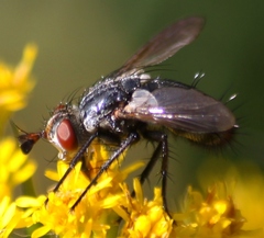Copecrypta ruficauda