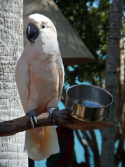 Cacatua moluccensis
