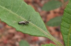 Pristepyris