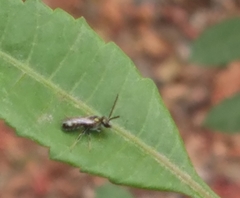 Pristepyris