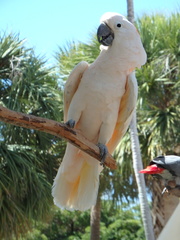 Cacatua moluccensis