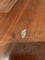 Perizoma alchemillata