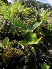 Pleopeltis thyssanolepis