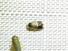 Stigmella rosaefoliella
