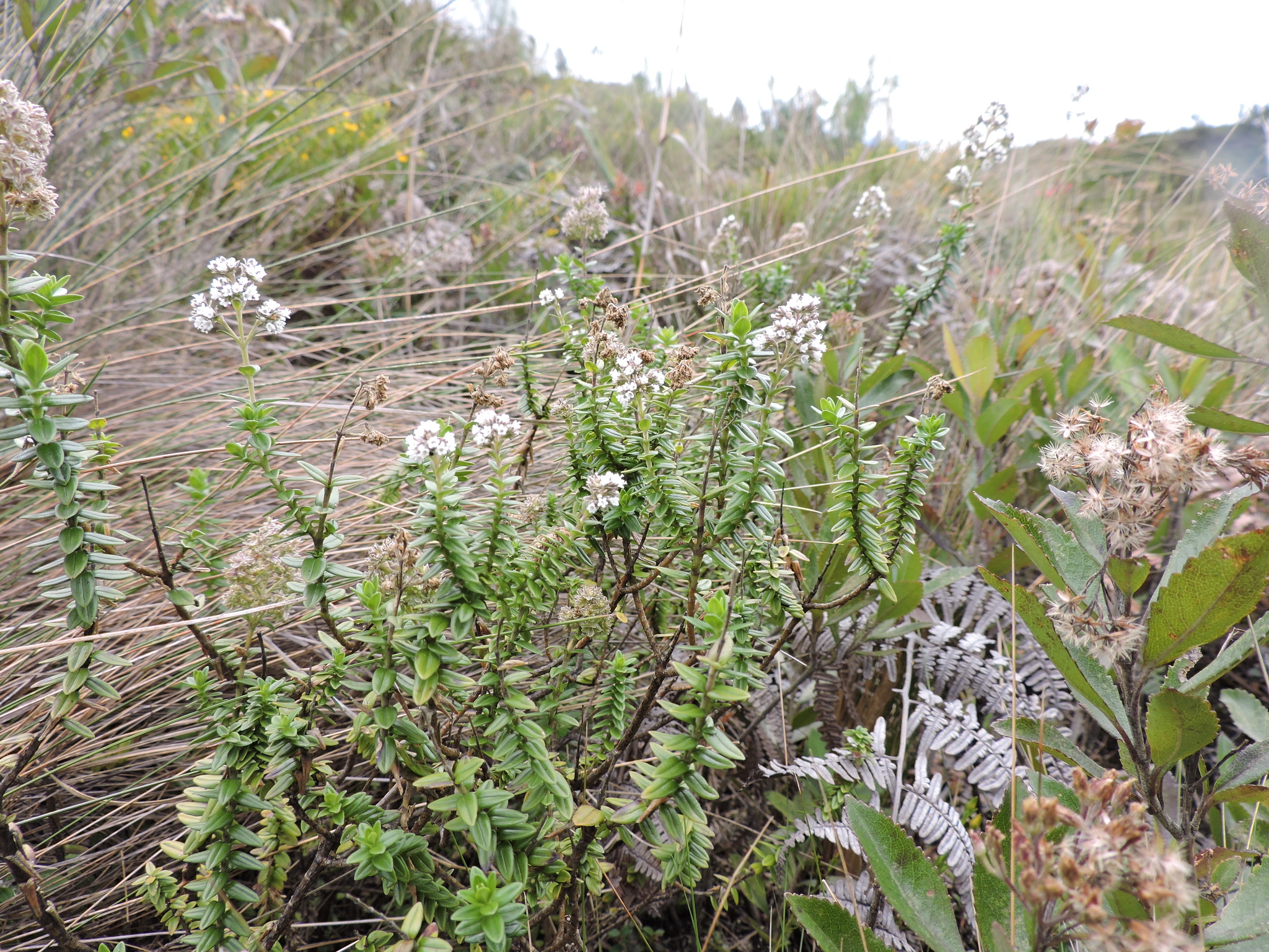 Valeriana microphylla image