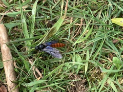 Elaphroptera scoliaeformis