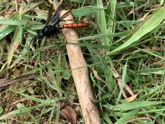Elaphroptera scoliaeformis