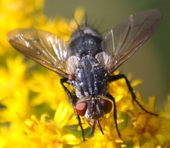 Copecrypta ruficauda