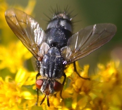 Copecrypta ruficauda