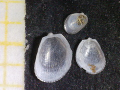 Limaria loscombi