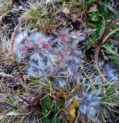 Pilosella breviscapa