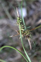 Carex pilulifera