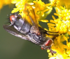 Copecrypta ruficauda