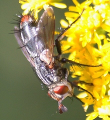 Copecrypta ruficauda