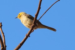 Ptilotula penicillata calconi