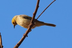 Ptilotula penicillata calconi