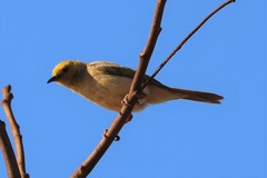 Ptilotula penicillata calconi