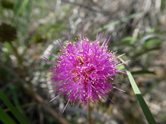 Mimosa quadrivalvis