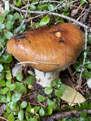 Phlegmacium variosimile