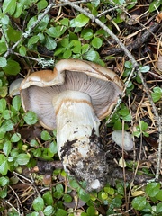 Phlegmacium variosimile