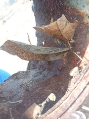Latrodectus curacaviensis