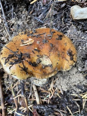 Phlegmacium variosimile