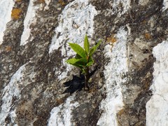 Magnoliopsida
