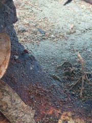 Latrodectus curacaviensis