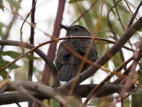 Gray Catbird photographed in Nevada