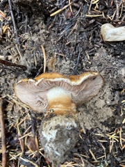 Phlegmacium variosimile