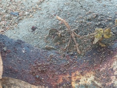 Latrodectus curacaviensis