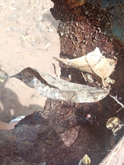 Latrodectus curacaviensis