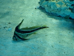 Eques lanceolatus