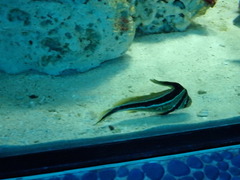 Eques lanceolatus