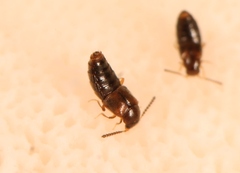 Gyrophaena latissima