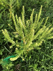 Lepidium bonariense