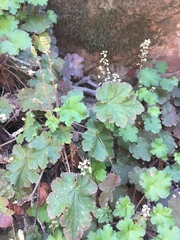 Heuchera maxima