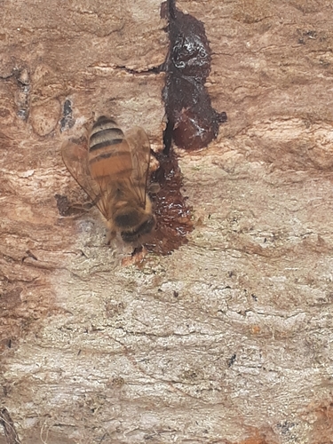 photo of Western Honey Bee (Apis mellifera)