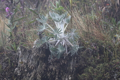 Lupinus alopecuroides
