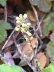 Heuchera maxima