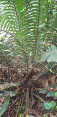 Encephalartos