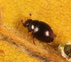 Megasternum concinnum