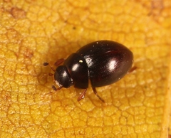 Megasternum concinnum