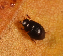 Megasternum concinnum