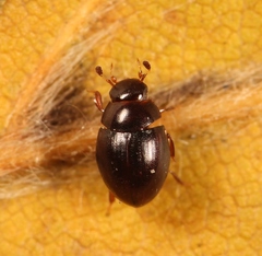 Megasternum concinnum