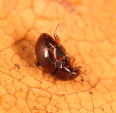 Megasternum concinnum