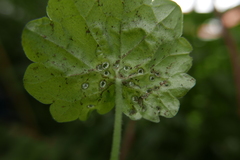 Rondaniola bursaria