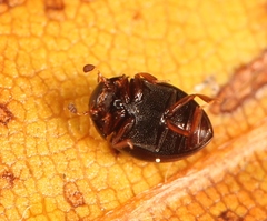 Megasternum concinnum