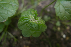 Rondaniola bursaria